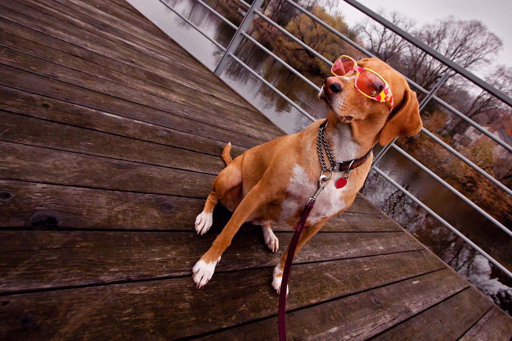 Dog wearing Rose Tinted Specs